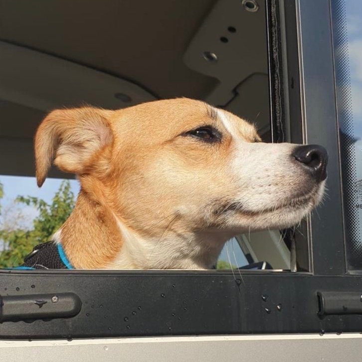 Bella